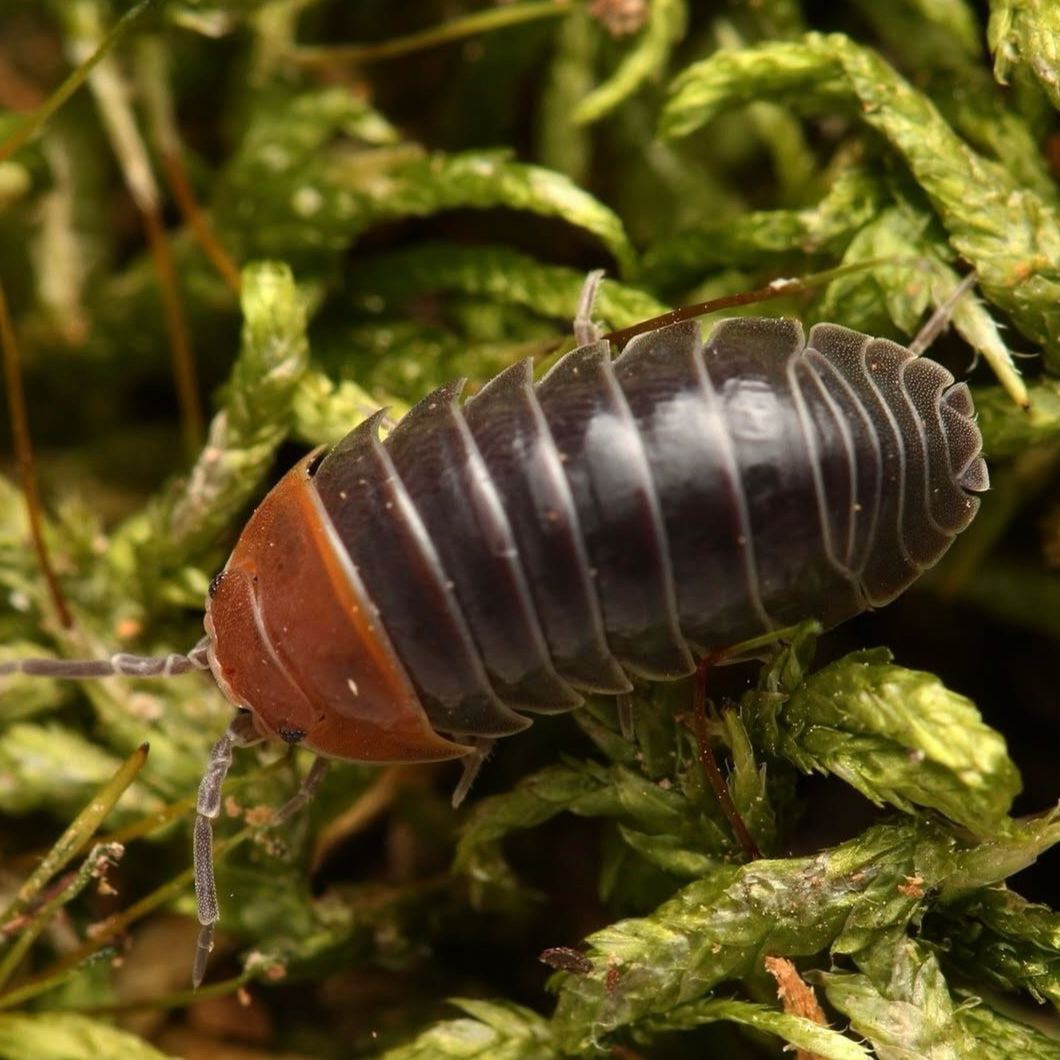 Armadillidium flavoscutatum