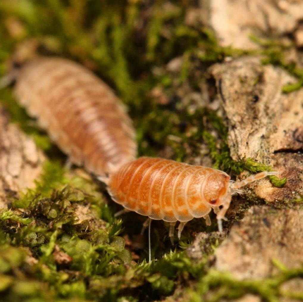 Agabiformius obtusus “UAE”