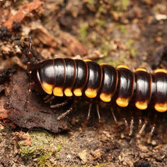 Orthomorpha communis Millipede " Yellow Dragon"