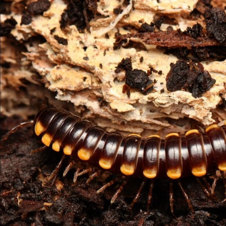 Orthomorpha communis Millipede " Yellow Dragon"