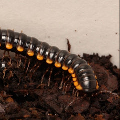 Orthomorpha communis Millipede " Yellow Dragon"