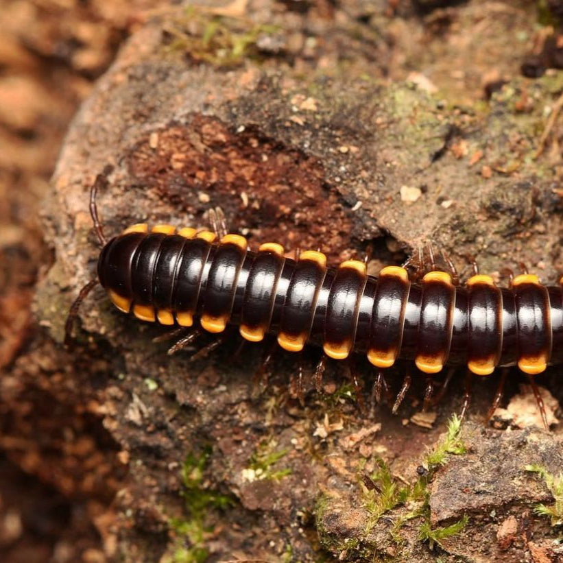 Orthomorpha communis Millipede " Yellow Dragon"