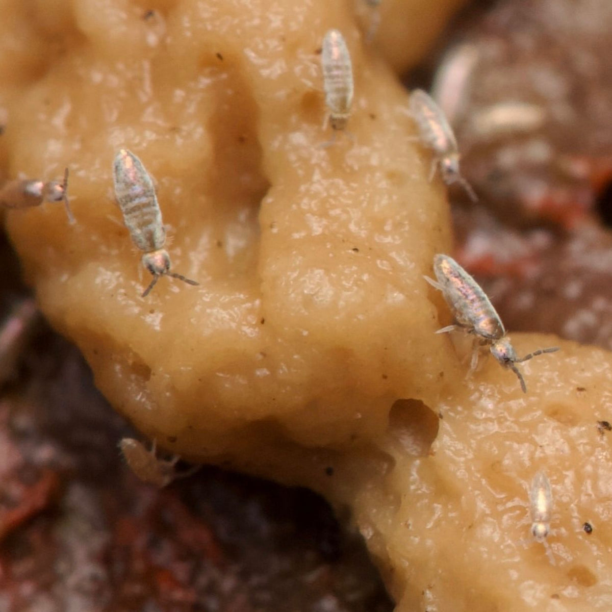 Lepidocyrtus sp. “Devils Hole”