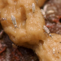 Lepidocyrtus sp. “Devils Hole”