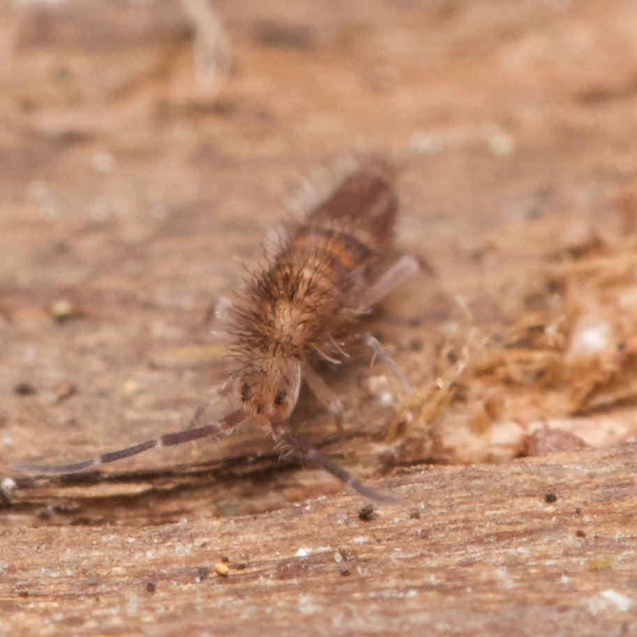 Entomobrya sp. “Tusken Raiders” Springtails