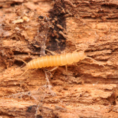 Nicoletiidae sp. “Redlands” Silverfish