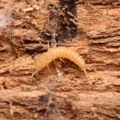 Nicoletiidae sp. “Redlands” Silverfish