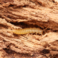 Nicoletiidae sp. “Redlands” Silverfish