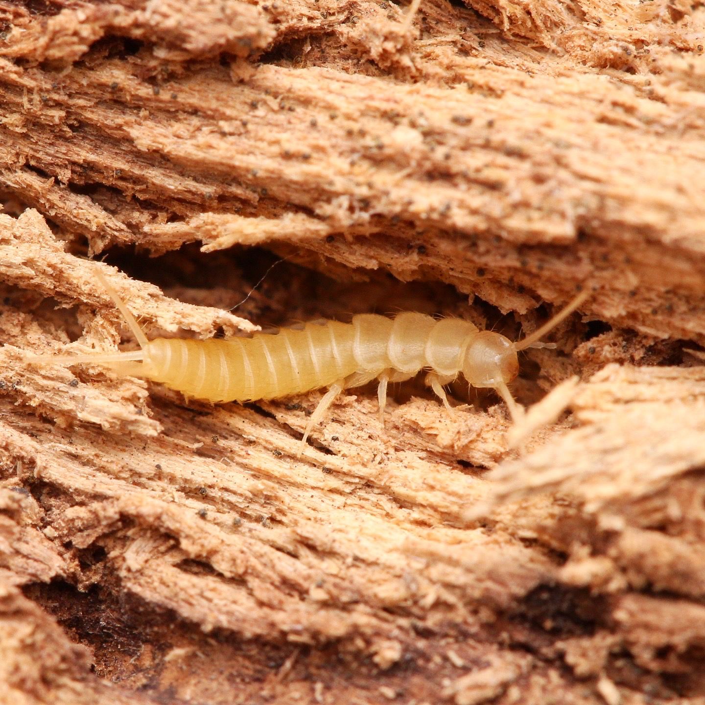 Nicoletiidae sp. “Redlands” Silverfish