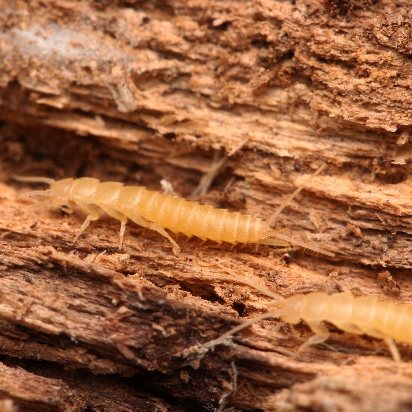 Nicoletiidae sp. “Redlands” Silverfish