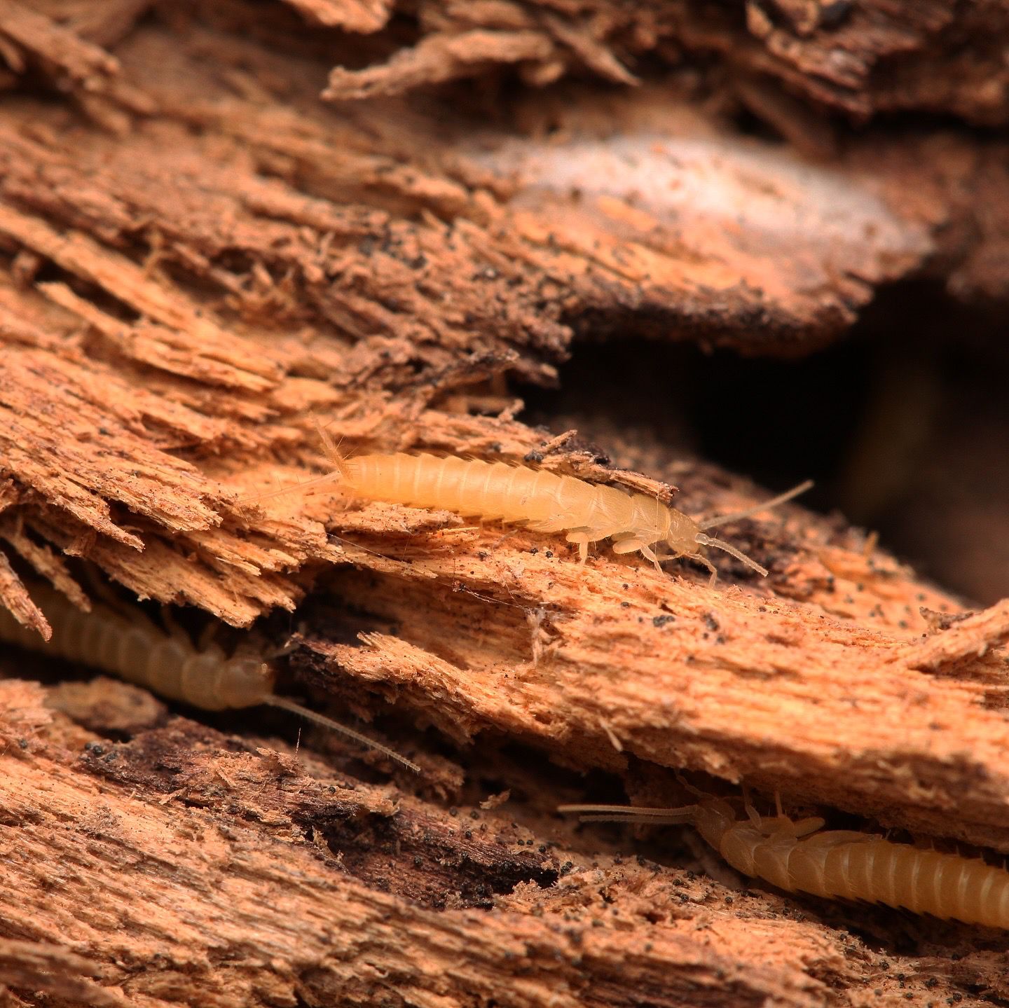 Nicoletiidae sp. “Redlands” Silverfish