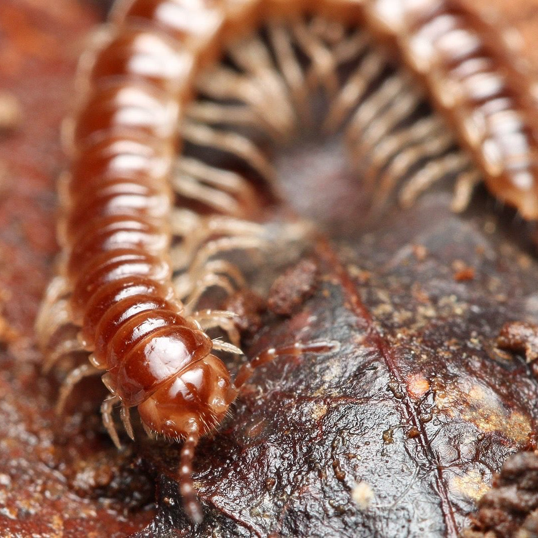 Oxidus sp. “Three Way Spiky” millipede