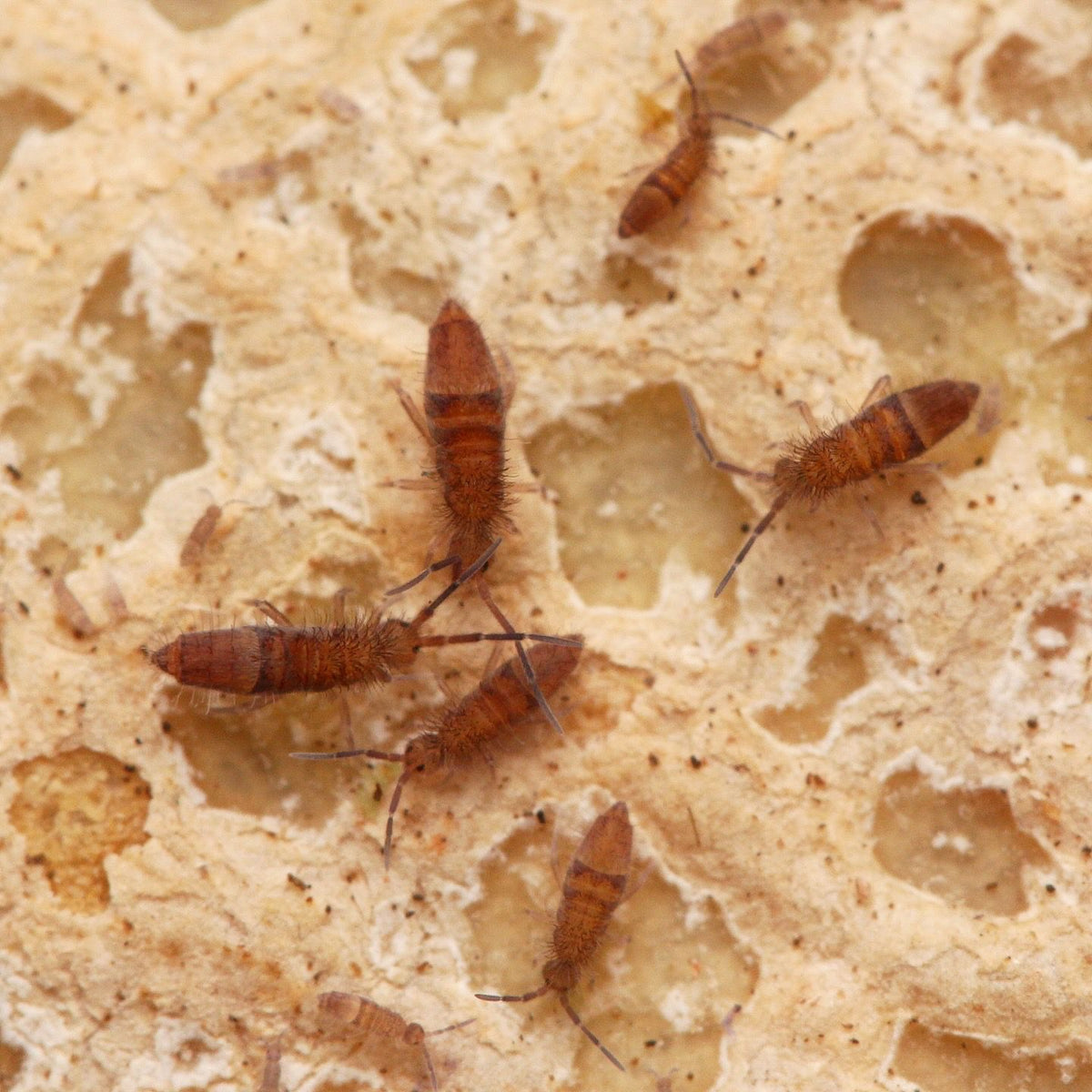 Entomobrya sp. “Wood Runners" - Candem TN