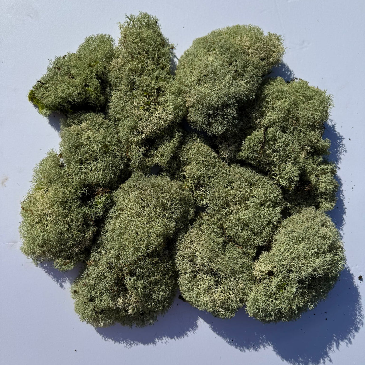 Cladoniaceae - Raindeer moss