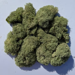 Cladoniaceae - Raindeer moss