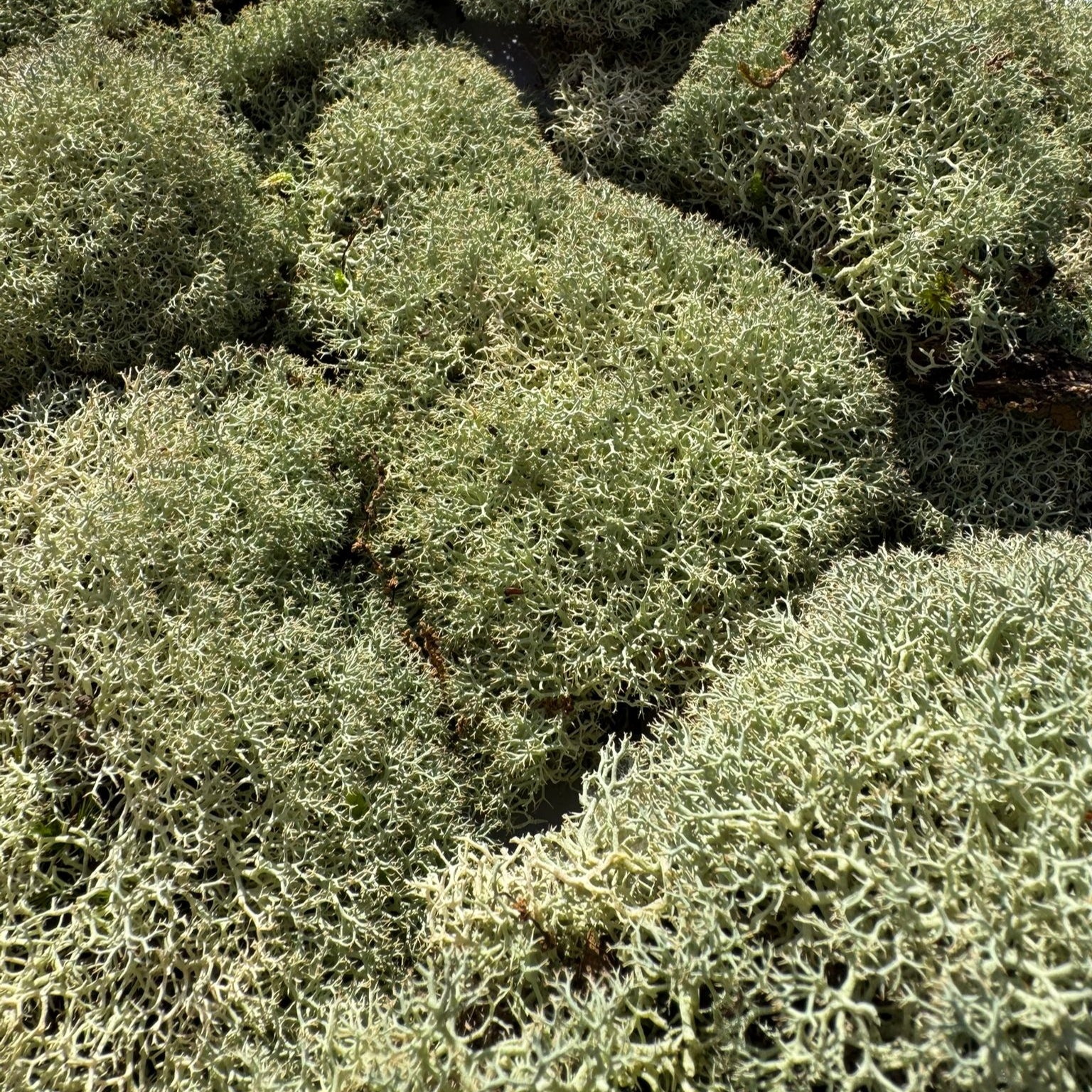 Cladoniaceae - Raindeer moss