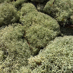 Cladoniaceae - Raindeer moss