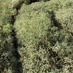Cladoniaceae - Raindeer moss