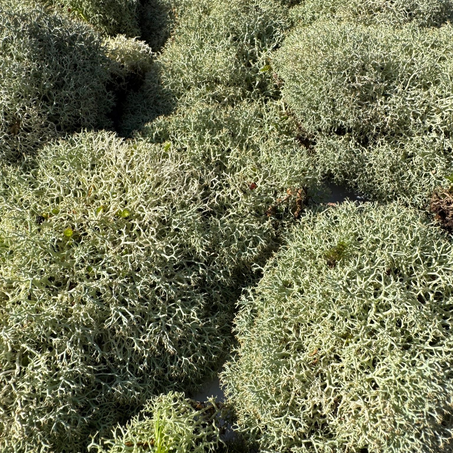 Cladoniaceae - Raindeer moss