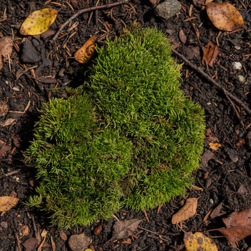 Sylvergreen Bryum Moss