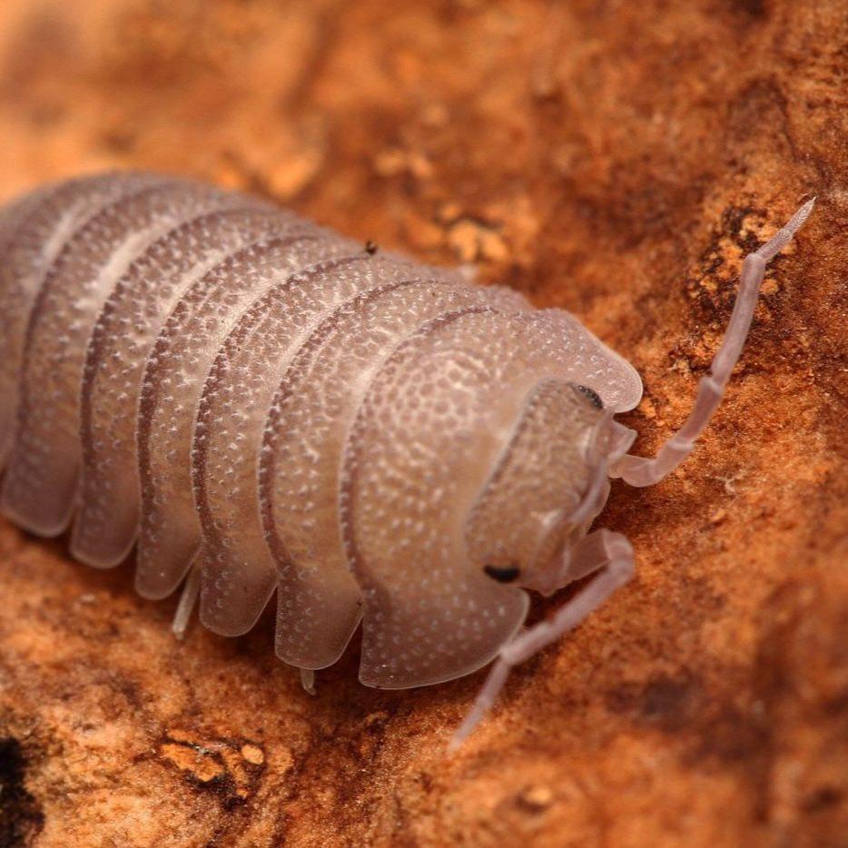 Armadillidium Scaberrimum Sp. "Sandstone"