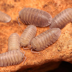 Armadillidium Scaberrimum Sp. "Sandstone"