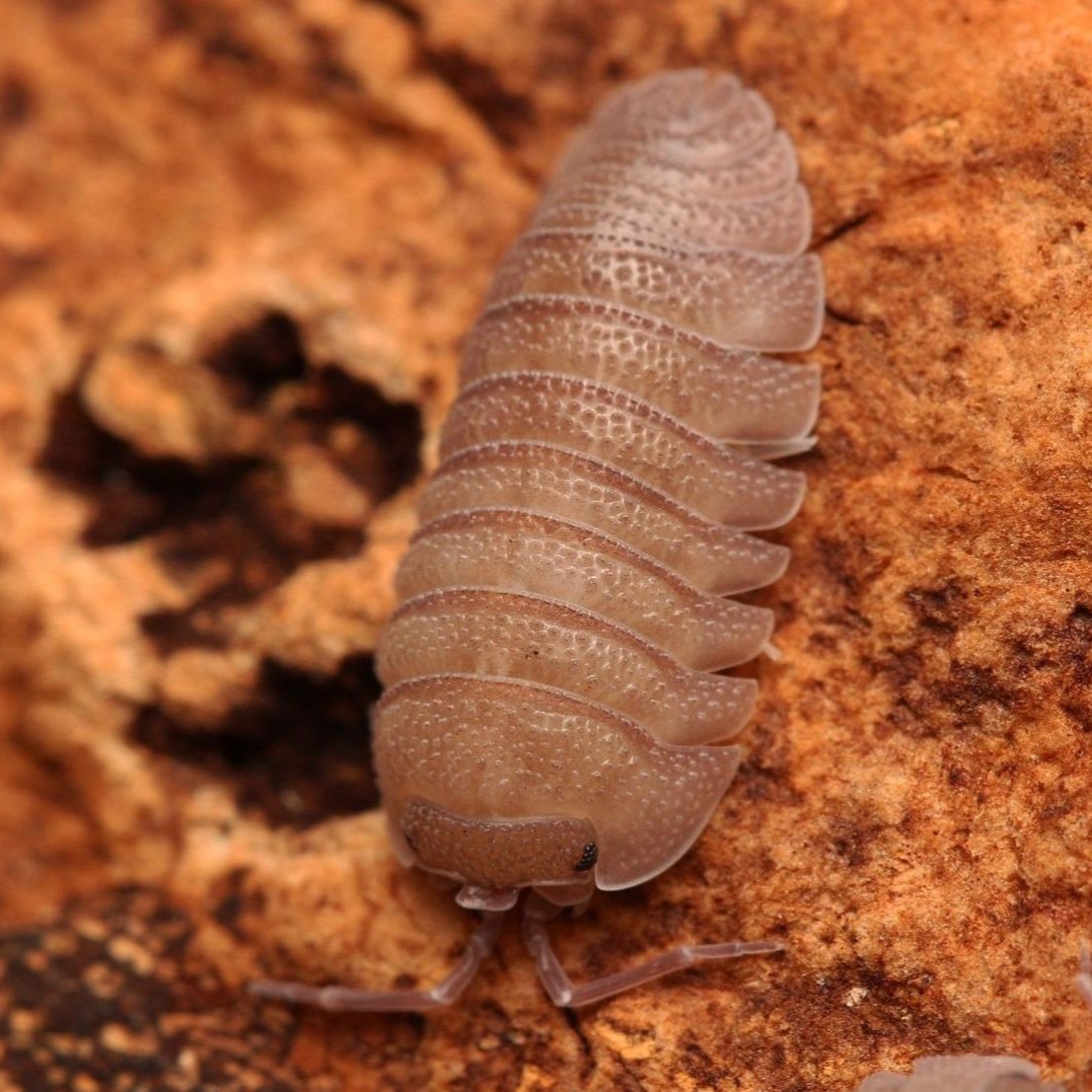 Armadillidium Scaberrimum Sp. "Sandstone"