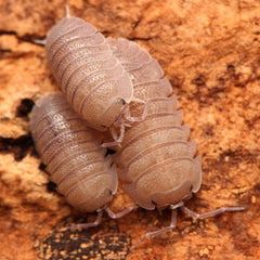 Armadillidium Scaberrimum Sp. "Sandstone"