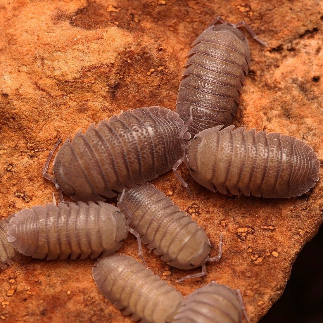 Armadillidium Scaberrimum Sp. "Sandstone"