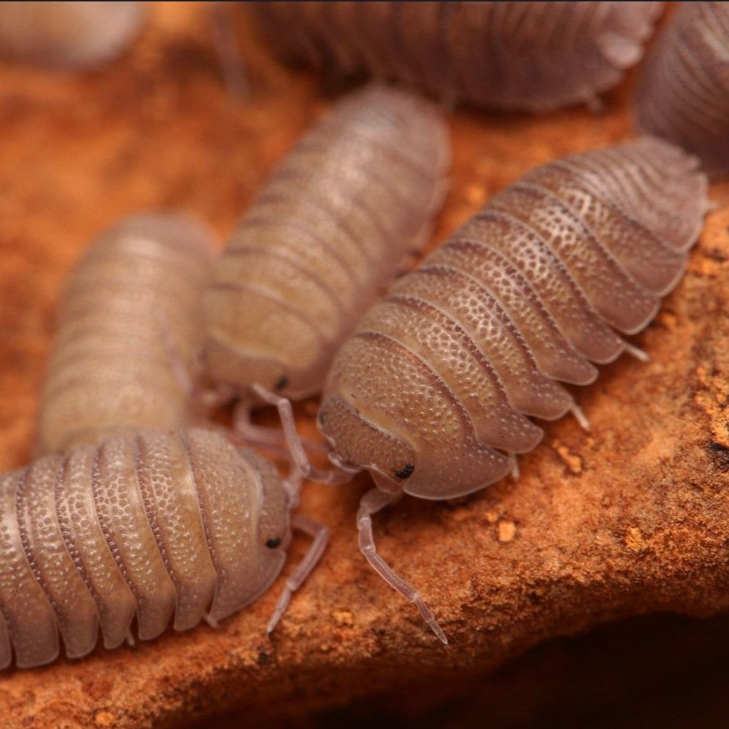 Armadillidium Scaberrimum Sp. "Sandstone"