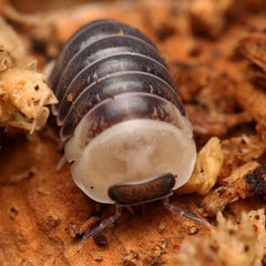 Venezillo Sp. "Castle Black"