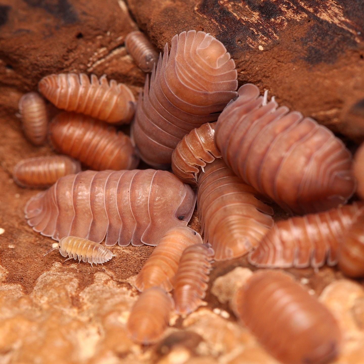 Cubaris sp. “Salmon Martinique”