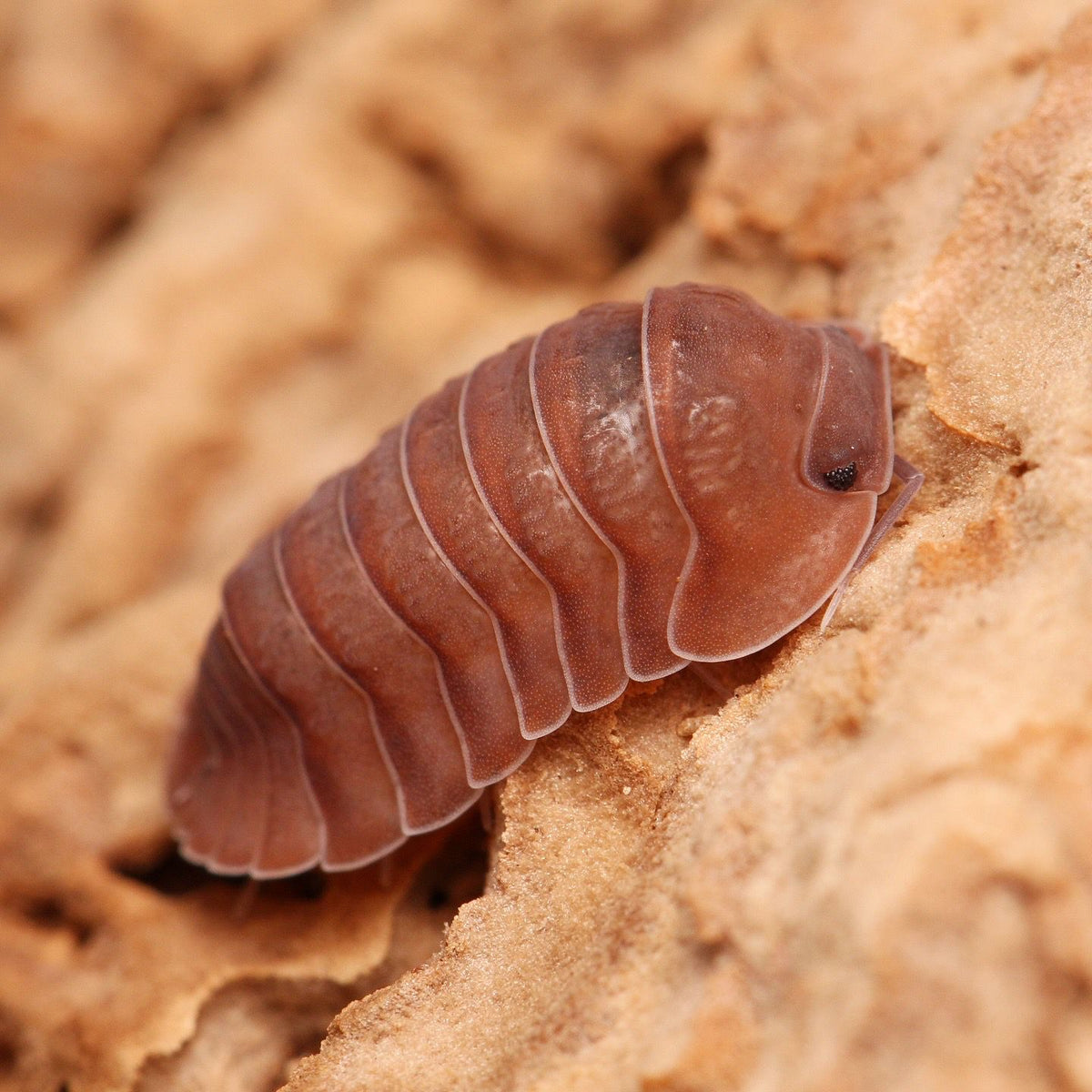 Cubaris sp. “Salmon Martinique”