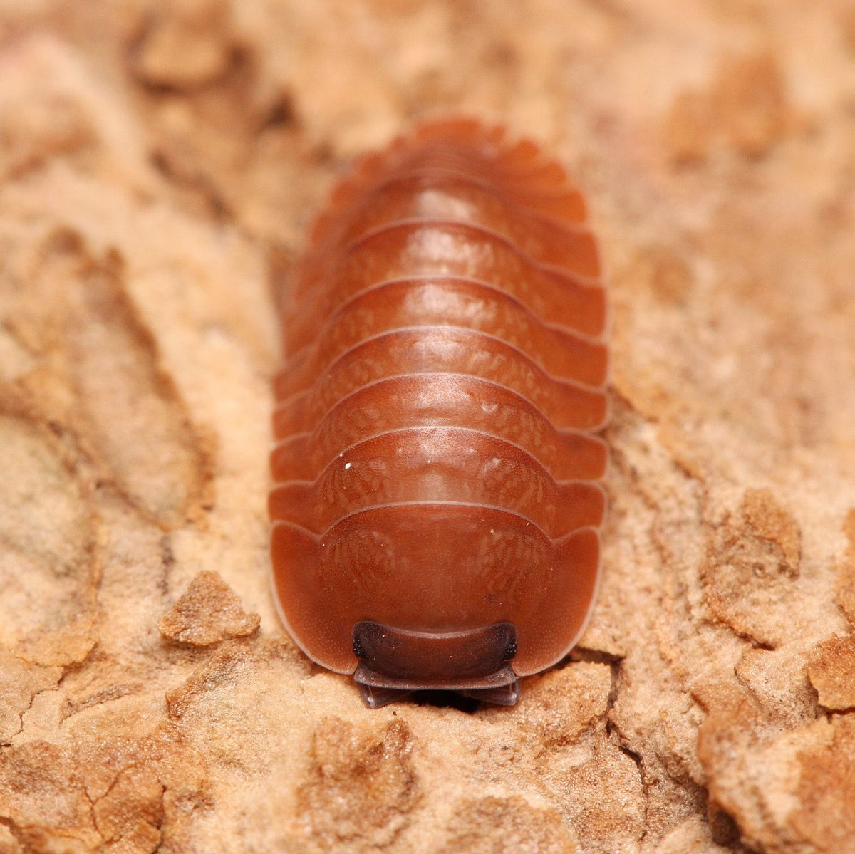 Caribodillo martinicensis