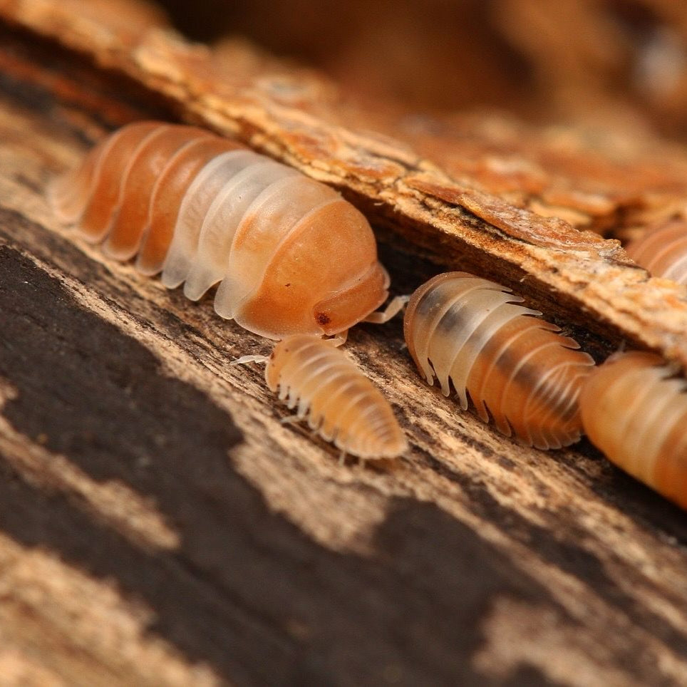 Cubaris sp. "Red Panda Kings"