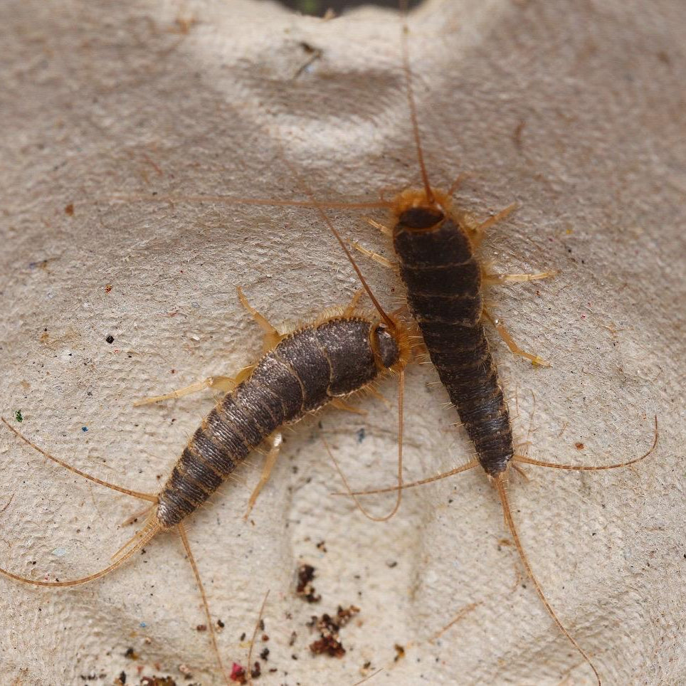 Ctenolepisma longicaudata Silverfish