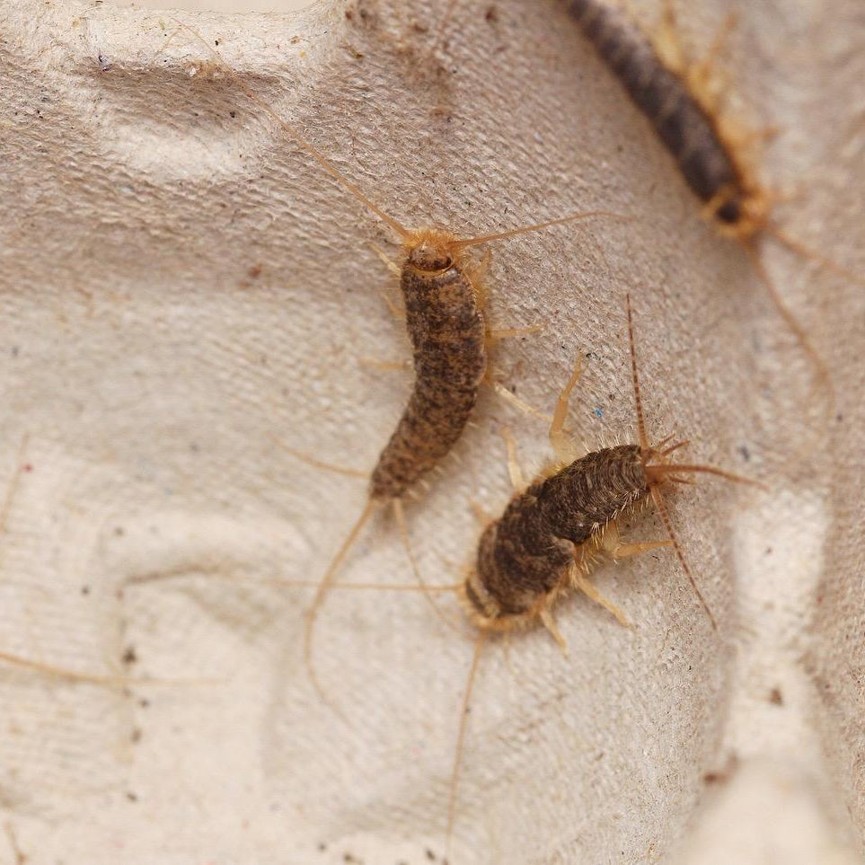 Ctenolepisma longicaudata Silverfish
