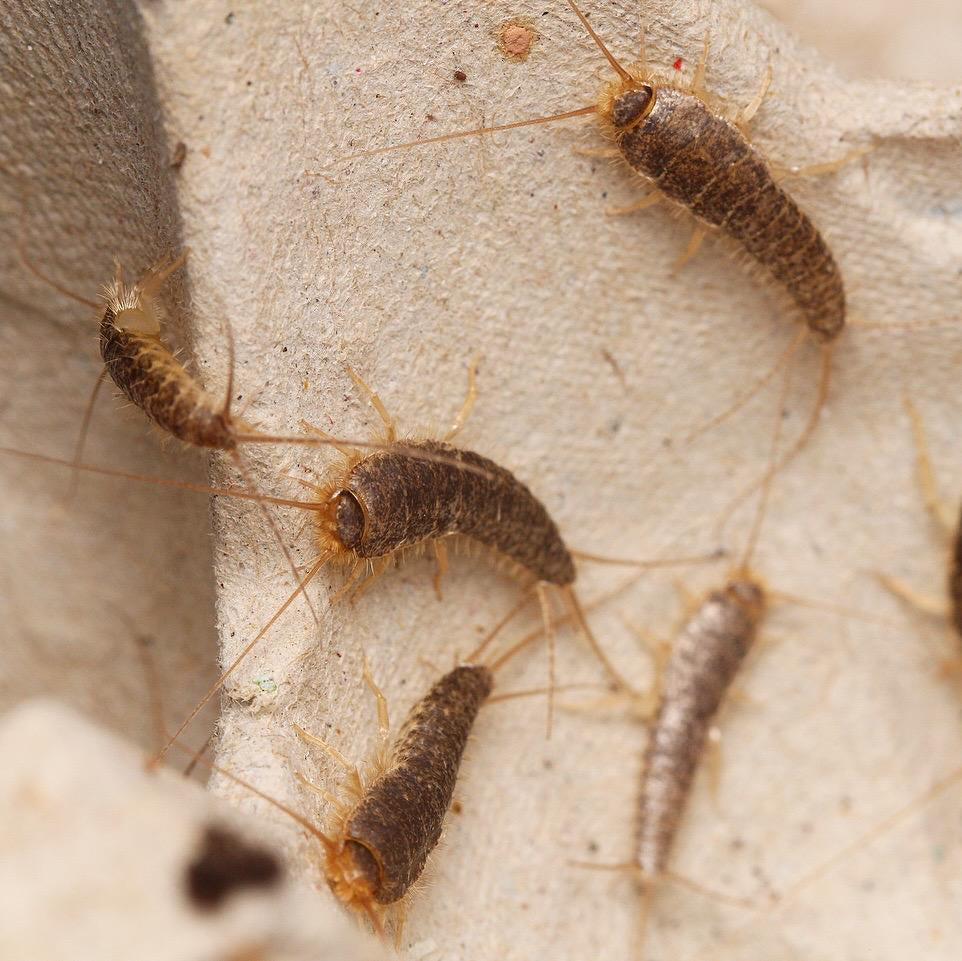 Ctenolepisma longicaudata Silverfish