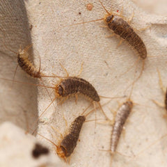 Ctenolepisma longicaudata Silverfish