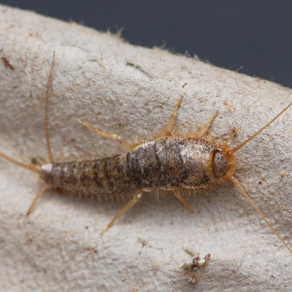 Ctenolepisma longicaudata Silverfish