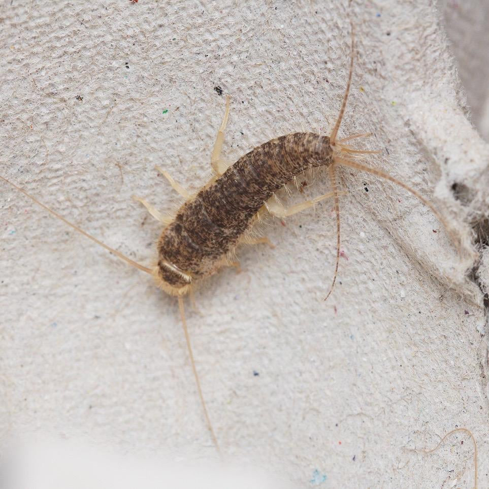 Ctenolepisma longicaudata Silverfish