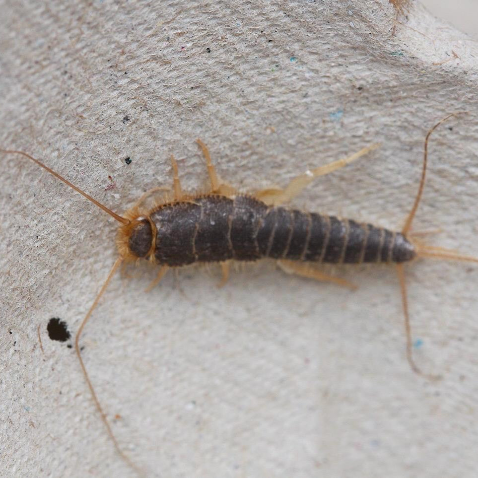 Ctenolepisma longicaudata Silverfish