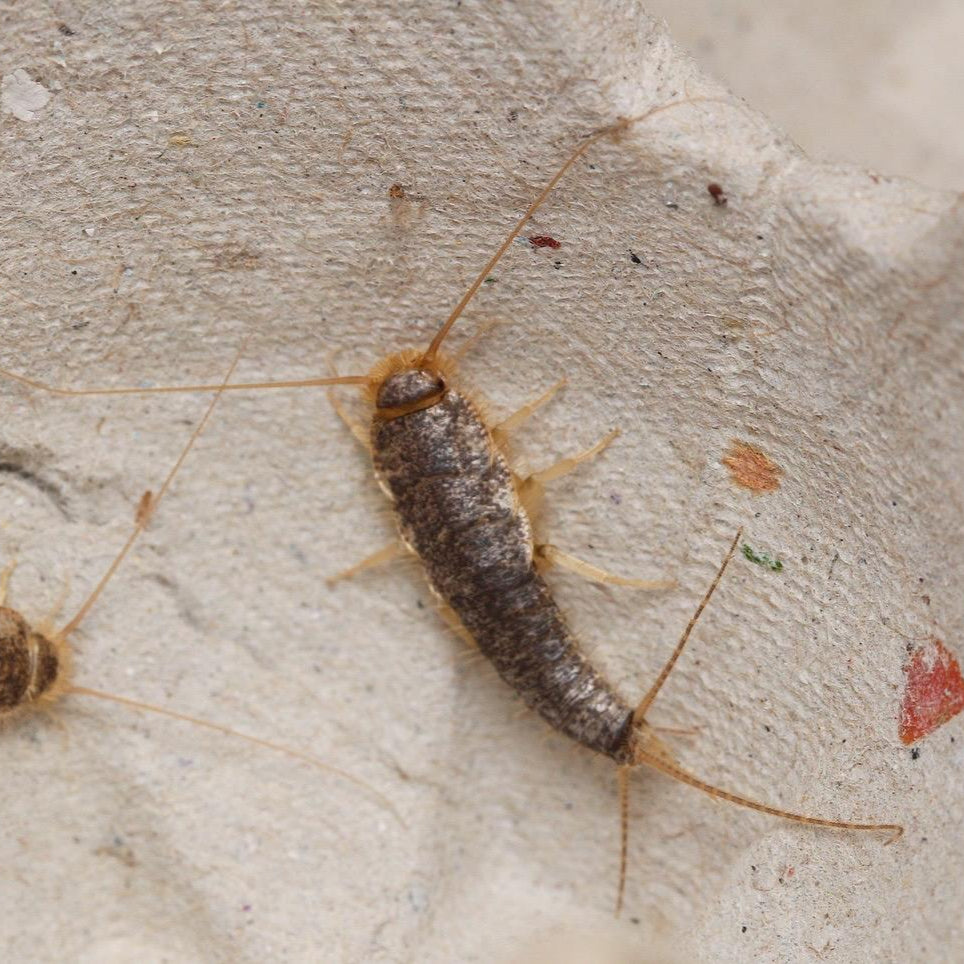 Ctenolepisma longicaudata Silverfish