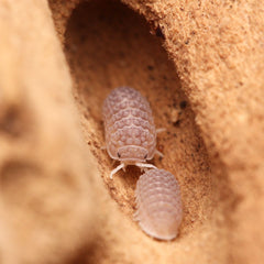 Ctenorillo Sp " Boqueron" - Puerto Rico Spiky Isopod