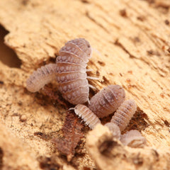 Ctenorillo Sp " Boqueron" - Puerto Rico Spiky Isopod