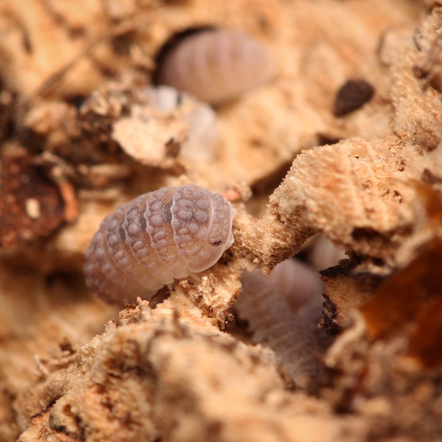 Ctenorillo Sp " Boqueron" - Puerto Rico Spiky Isopod