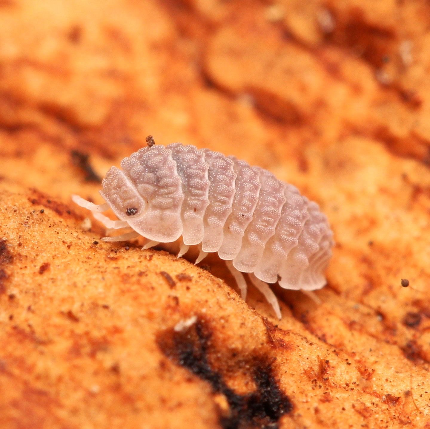 Ctenorillo Sp " Boqueron" - Puerto Rico Spiky Isopod