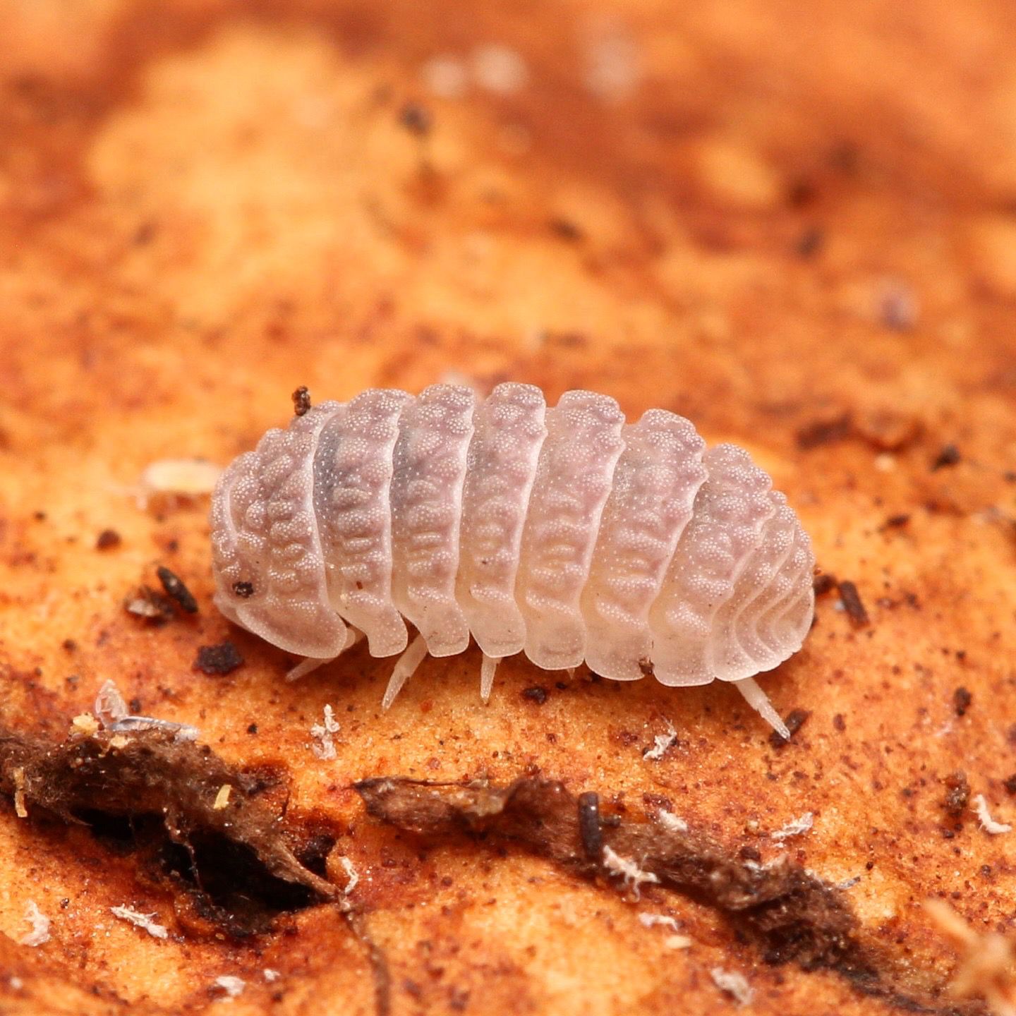 Ctenorillo Sp " Boqueron" - Puerto Rico Spiky Isopod