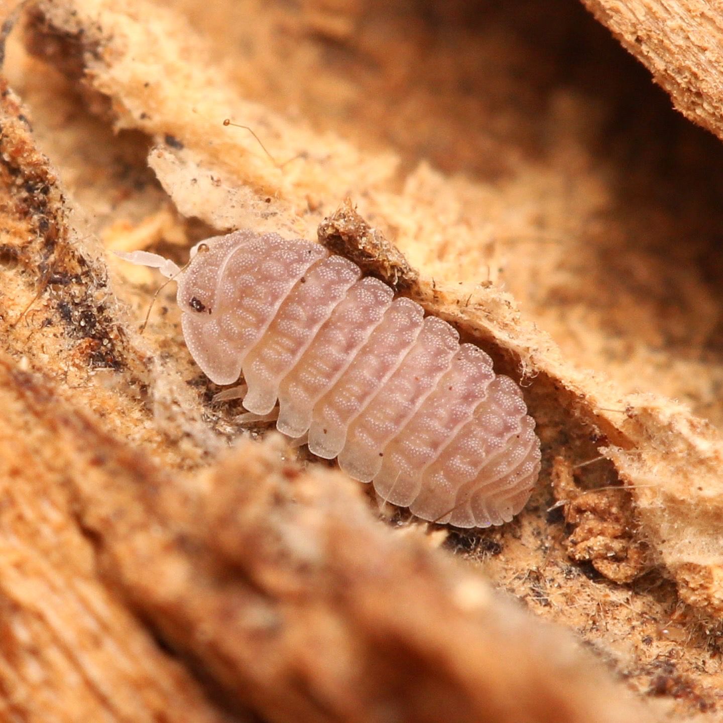 Ctenorillo Sp " Boqueron" - Puerto Rico Spiky Isopod