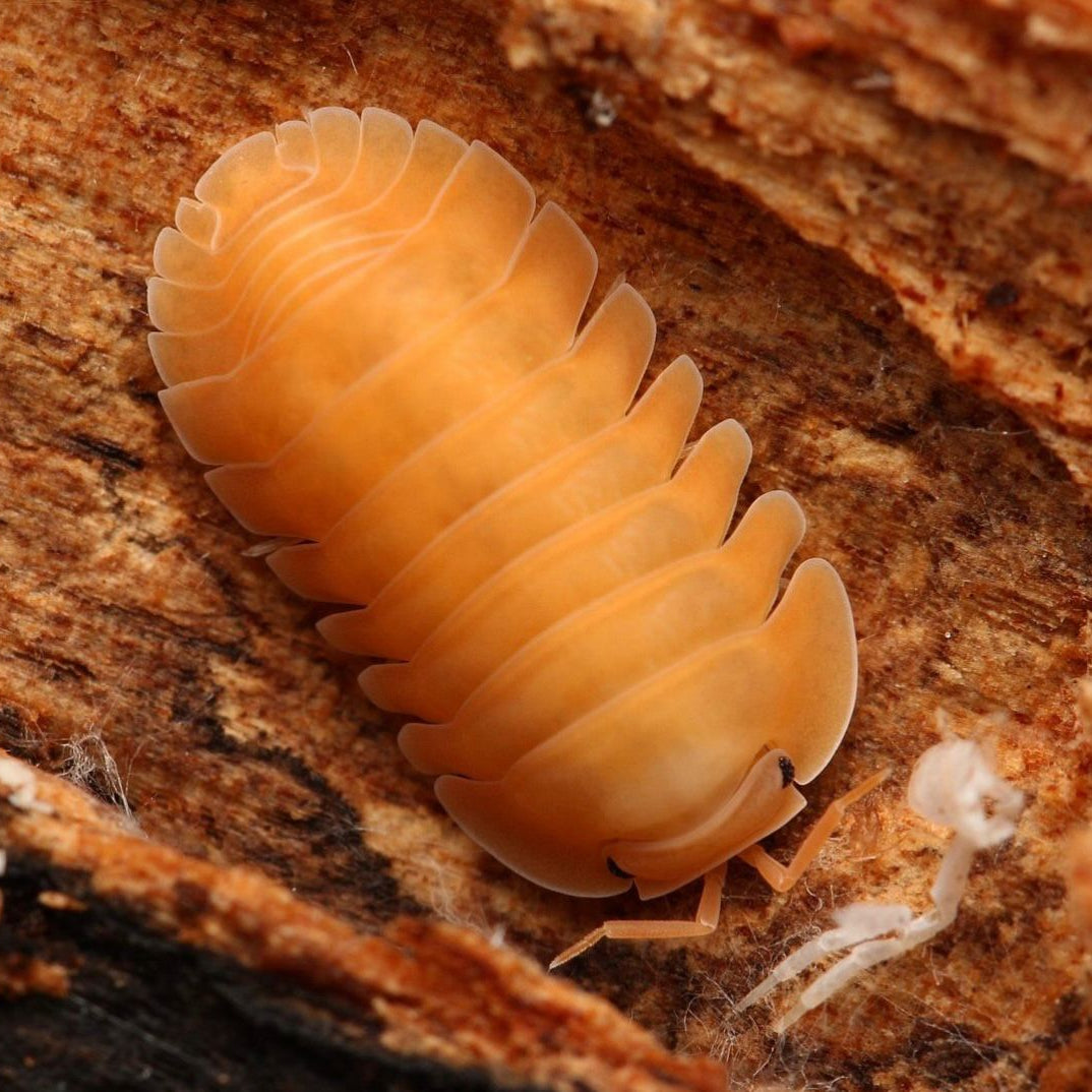 Cubaris Sp. “Orange Freezy”